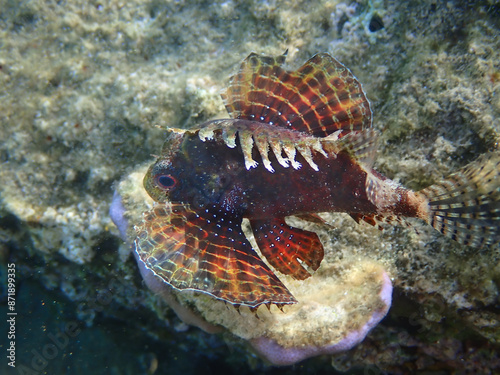 Shortfin Lionfish (Dendrochirus brachypterus) inhabits coral reefs, often ups...
