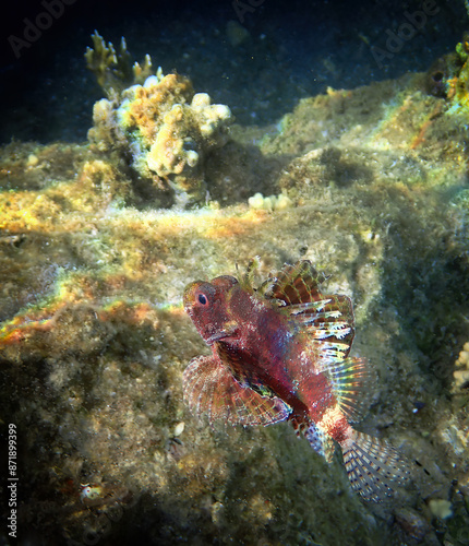 Shortfin Lionfish (Dendrochirus brachypterus) inhabits coral reefs, often ups...