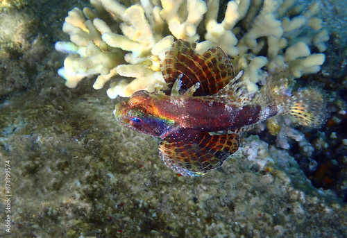 Shortfin Lionfish (Dendrochirus brachypterus) inhabits coral reefs, often ups...