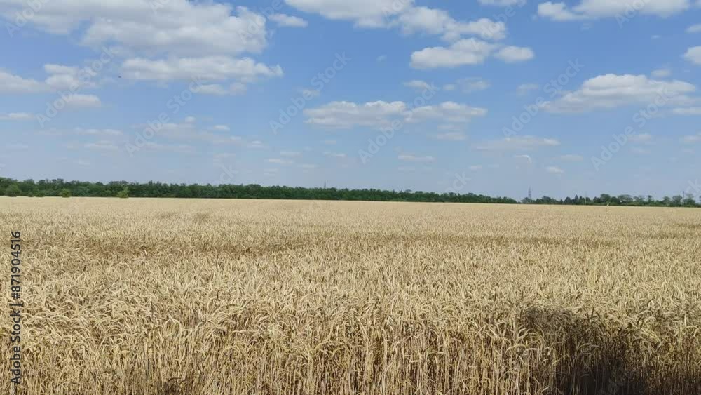 Field of ripe wheat ready for harvest against a blue sky Field of ripe wheat ready for harvest against a blue sky