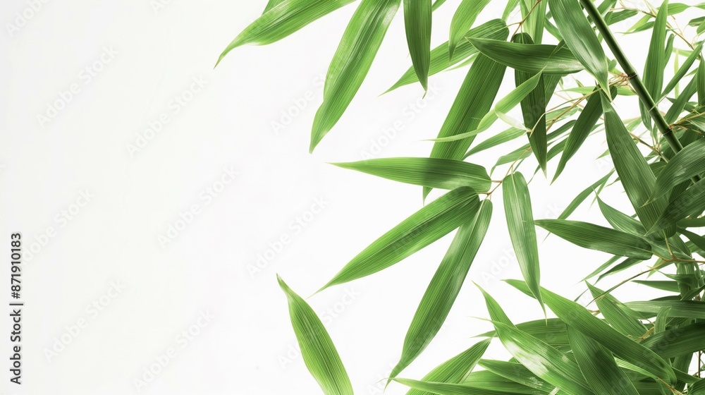 bamboo leaf background bamboo leaf background