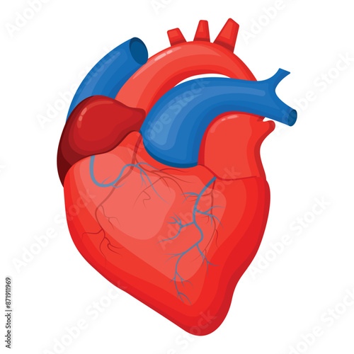 Vector illustration of a human heart. The concept of organs for study for medical and biological purposes. Picture for books, magazines and articles