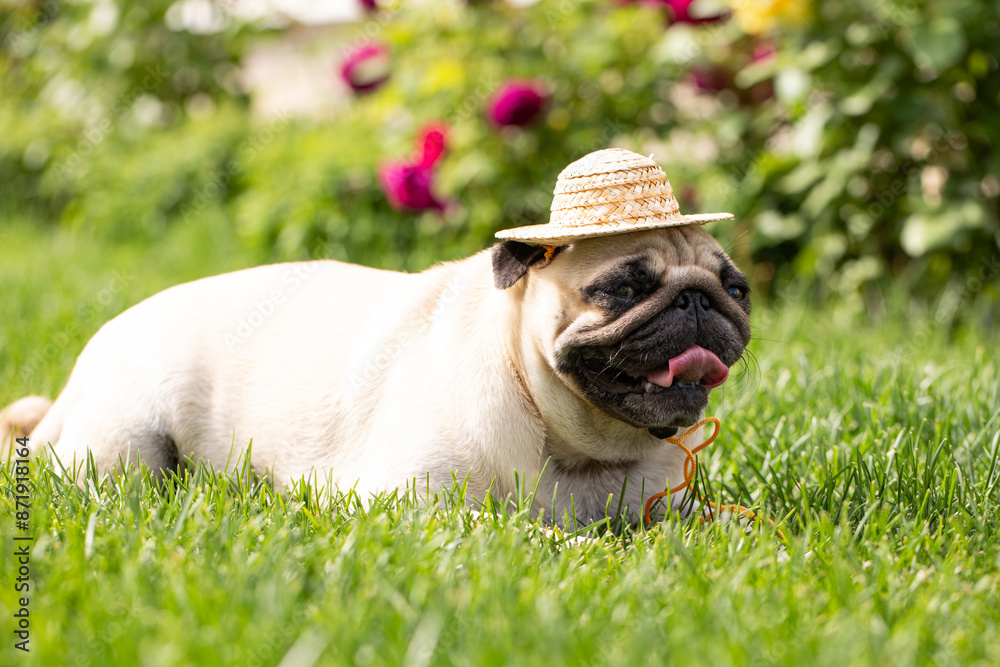 Portrait of adorable, happy pug. Cute smiling dog in straw hat.