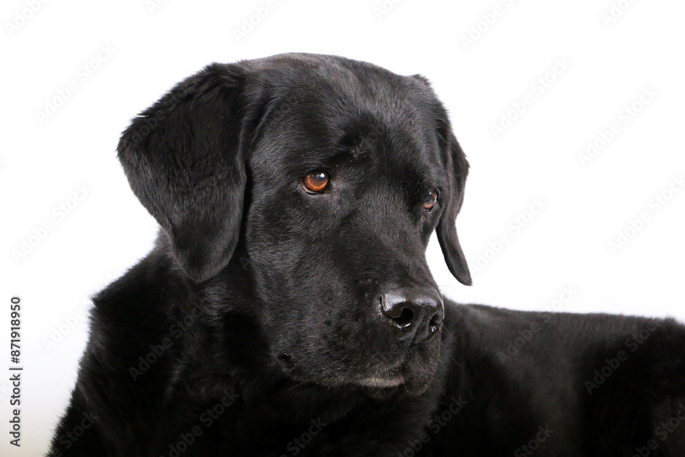 head portrait from a black labrador retriever in front of a hite background head portrait from a black labrador retriever in front of a hite background