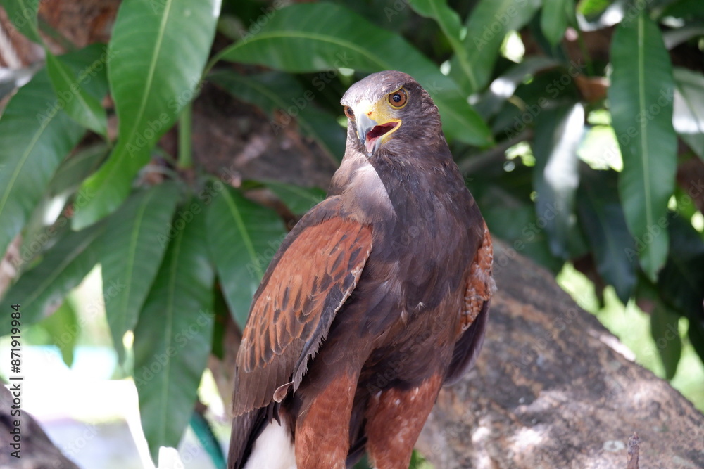 Fototapeta premium The hawk is a bird of prey that sits on a tree.