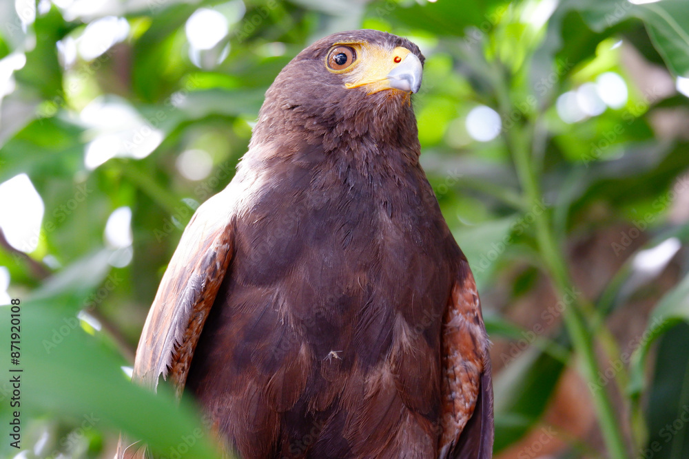 custom made wallpaper toronto digitalThe hawk is a bird of prey that sits on a tree.