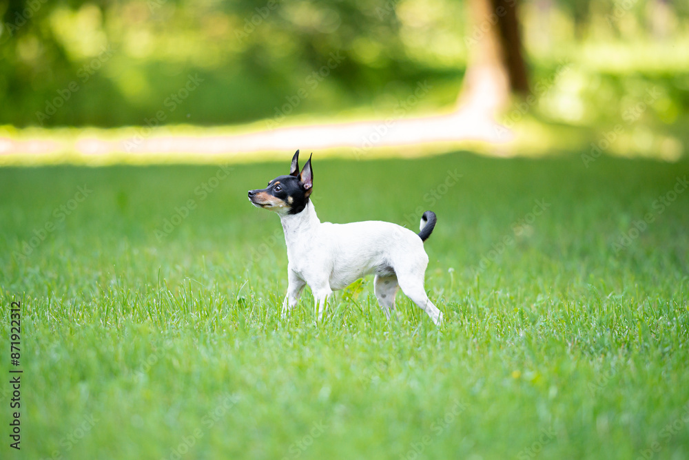 Beautiful small purebred American toy fox terrier posing outdoor and have fun, little white dog with black and tan head, green blurred background Beautiful small purebred American toy fox terrier posing outdoor and have fun, little white dog with black and tan head, green blurred background