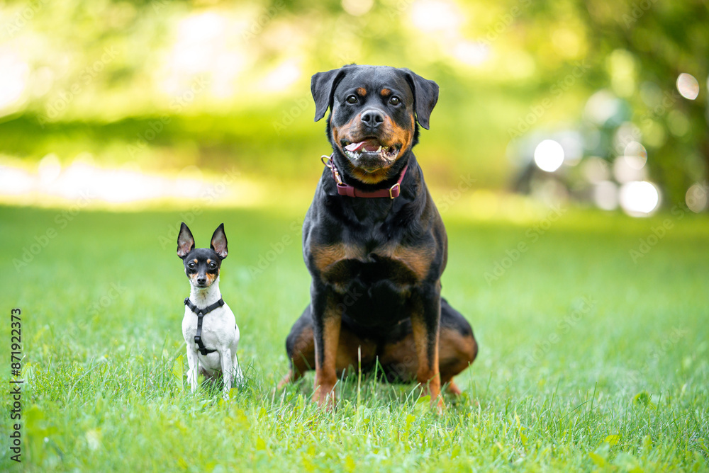 Beautiful small purebred American toy fox terrier and big rottweiler posing outdoor, little white dog with black and tan head, green blurred background