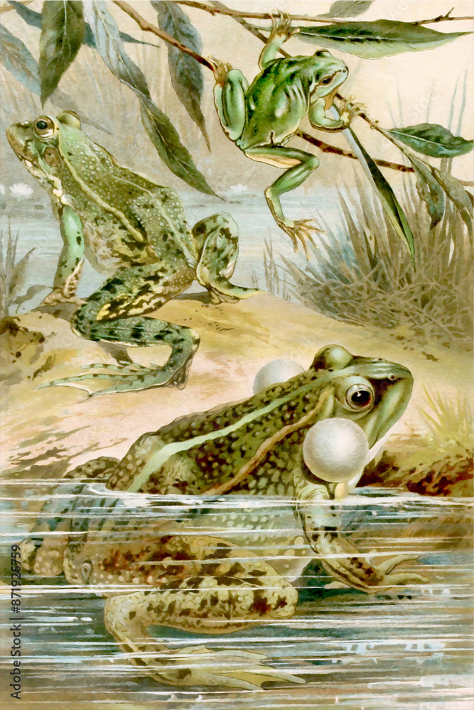 Fototapeta premium Croaking frogs in a pond