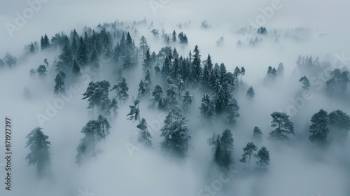 A breathtaking aerial view of a mist-shrouded forest blanketed in fog, where towering trees emerge like islands in a sea of mist