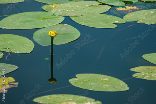 A single yellow flower is standing in a pond with green lily pads. The pond is calm and peaceful, with the flower being the only object in focus