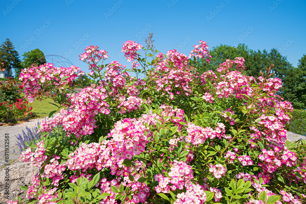bush with small-flowered shrub roses in full bloom bush with small-flowered shrub roses in full bloom