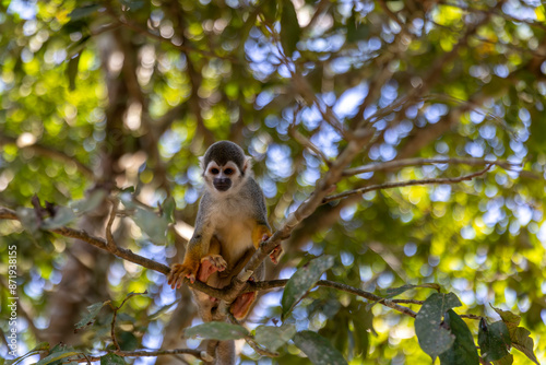 Canvas Print Small monkey from the Peruvian jungle, Iquitos Peru