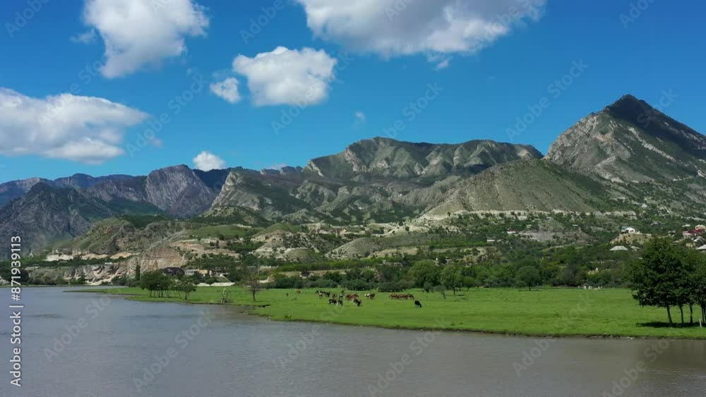 Drone flies over a mountain lake Gizhgit, meadow and grazing horses in summer Drone flies over a mountain lake Gizhgit, meadow and grazing horses in summer