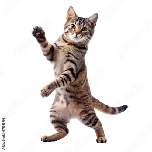 cute cat dancing isolated on transparent background
