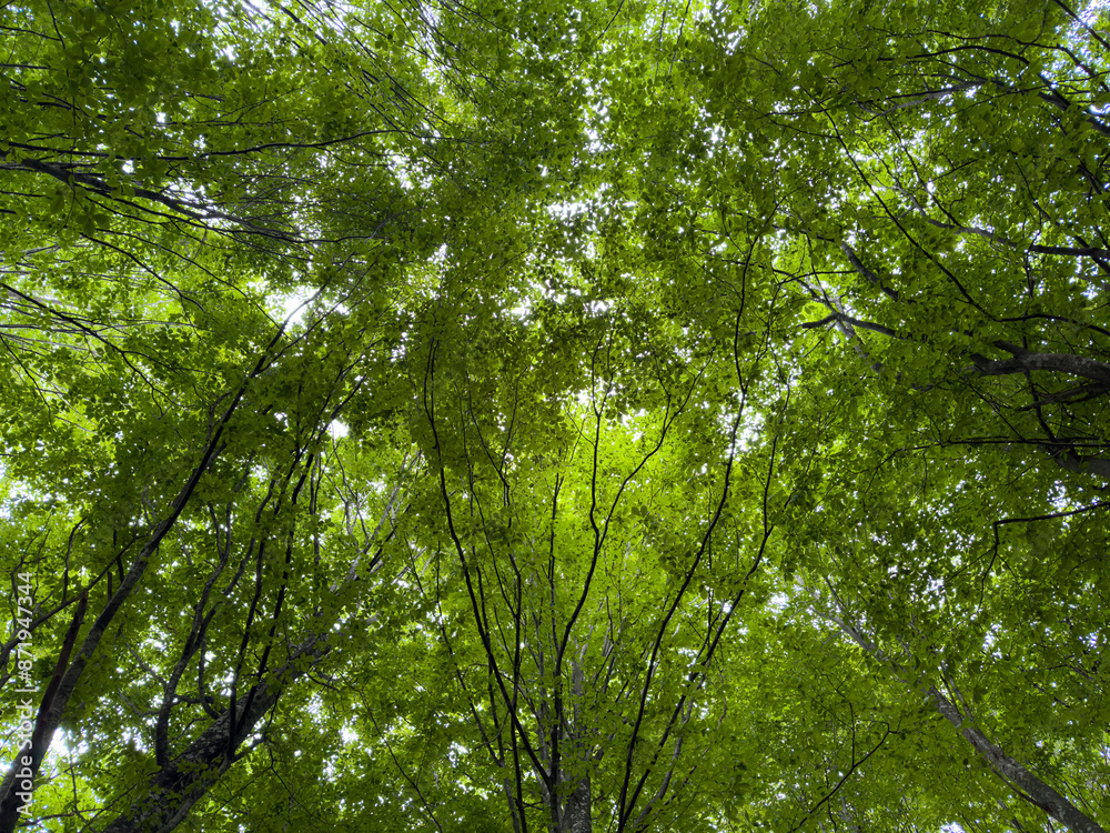 Nature's Cathedral: Gazing Up Through a Leafy Canopy Nature's Cathedral: Gazing Up Through a Leafy Canopy