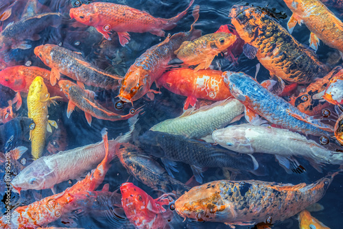 Koi fish are an extremely popular and colorful form of the fish species Amur carp (Cyprinus rubrofuscus).