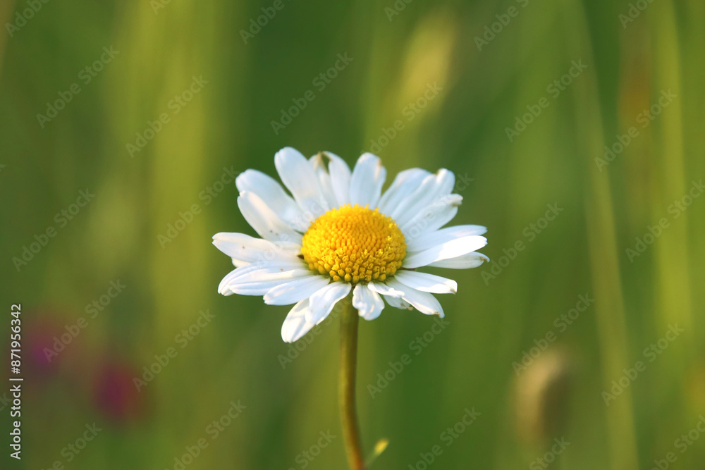 daisy flower in the grass, beautiful marguerite, sunshine on the daisy, sunshine on the marguerite, white petals with green background daisy flower in the grass, beautiful marguerite, sunshine on the daisy, sunshine on the marguerite, white petals with green background