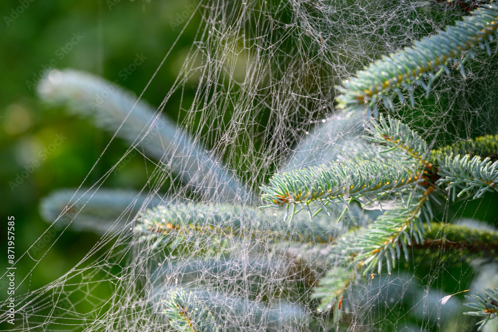 Fototapeta premium Spider webs in young spruce branches.