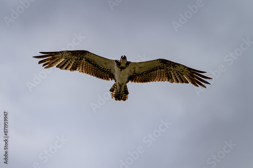 osprey in flight