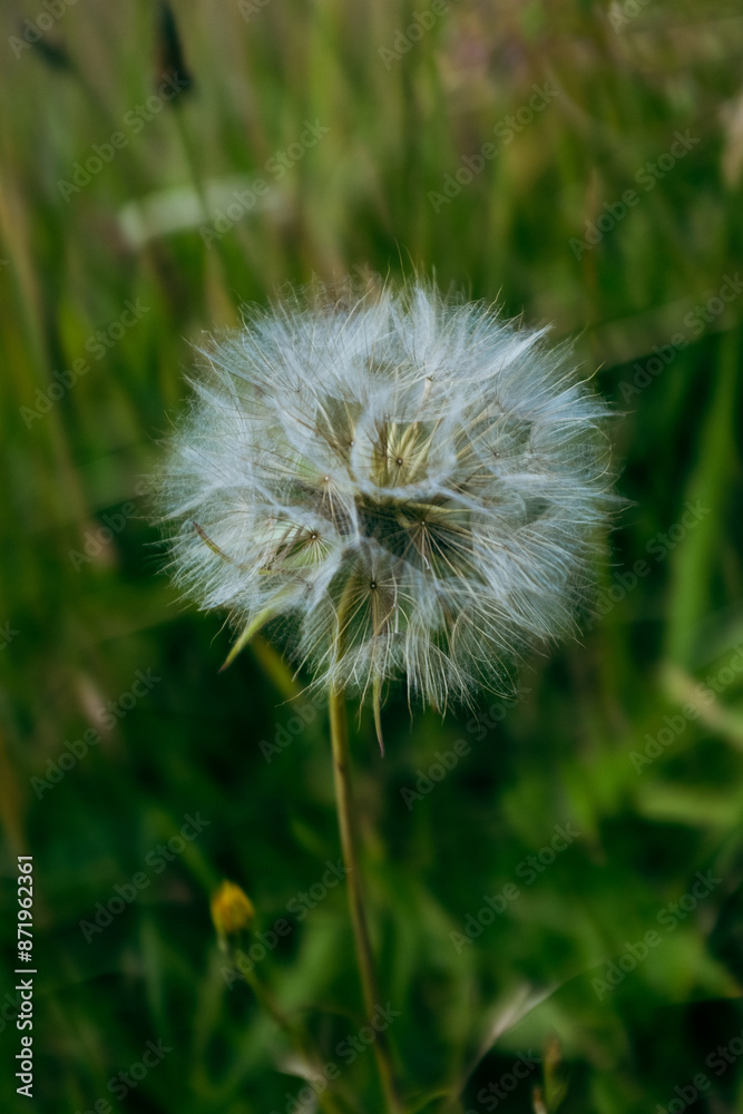 Flowers in a field, vibrant colors, blooming, natural beauty, serene. Flowers in a field, vibrant colors, blooming, natural beauty, serene.