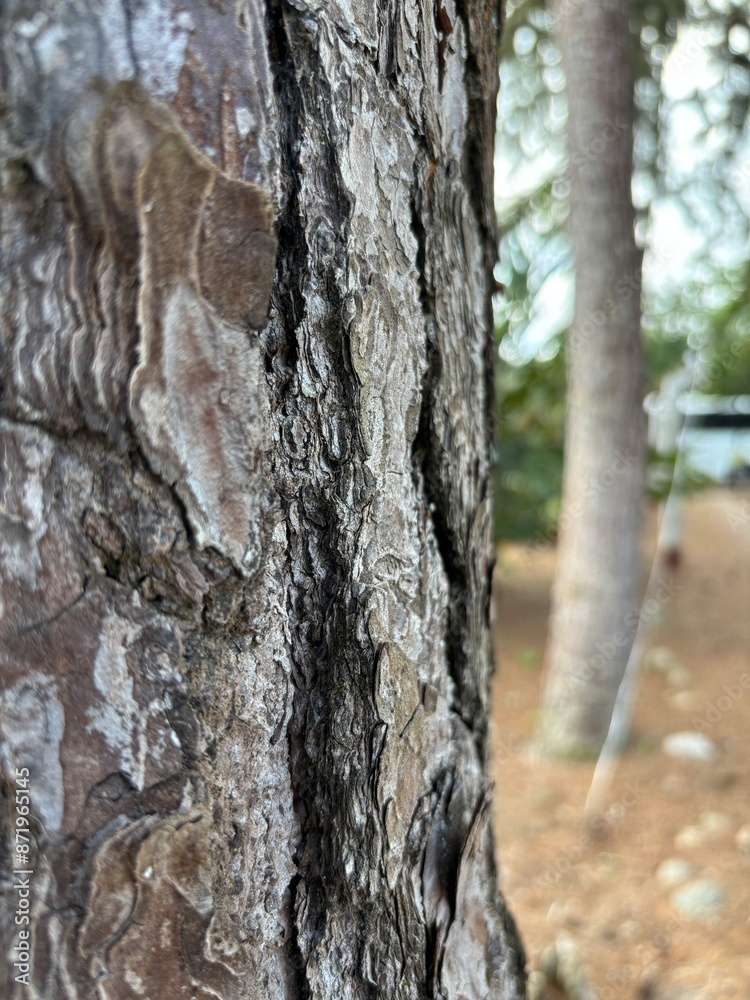 Fototapeta premium tronco de madera de árbol