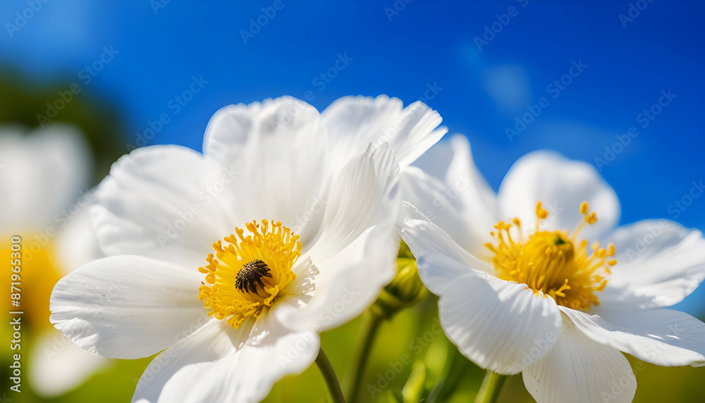 White flowers with yellow stamens and blurred blue sky background. Generative AI White flowers with yellow stamens and blurred blue sky background. Generative AI