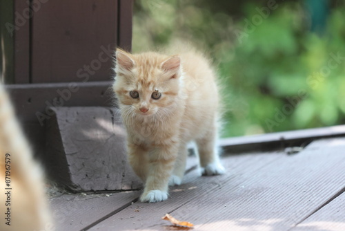 어린 고양이