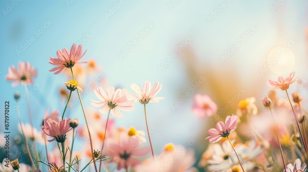 Beautiful pink and white flowers in a sunlit meadow on a clear day Beautiful pink and white flowers in a sunlit meadow on a clear day