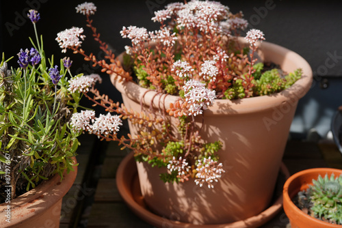 weißer mauerpfeffer (sedum album) im Blumentopf auf dem Balkon blüht photo