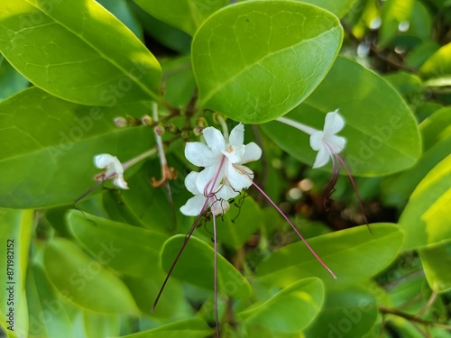 Excoecaria agallocha, a mangrove species, belongs to the genus Excoecaria of the family Euphorbiaceae.  photo