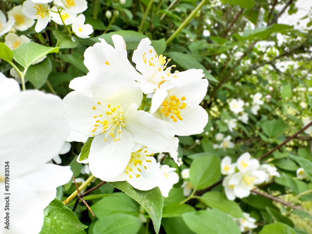 Fototapeta premium blooming jasmine flowers flow in the wind