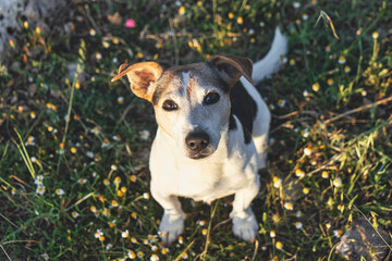 Adorable dog sitting in field of wildflowers, looking up at camera with curious expression. Lifestyle and serene moment
