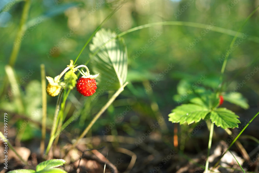 Wild strawberry in the forest. Picking wild berries. Wild strawberry bush in In nature. Fragaria vesca berry in Woodland. Picking ripe wild strawberries in forest. Wild strawberry in the forest. Picking wild berries. Wild strawberry bush in In nature. Fragaria vesca berry in Woodland. Picking ripe wild strawberries in forest.