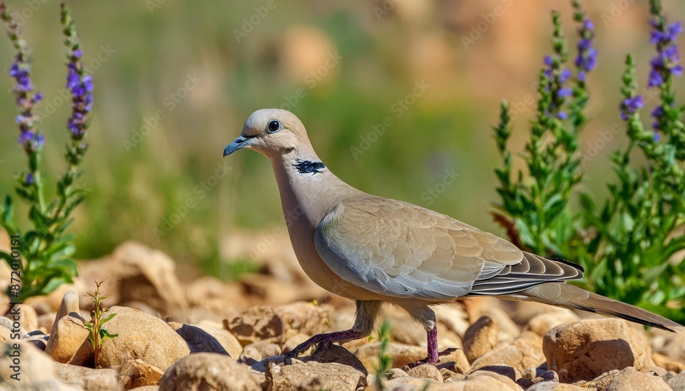 Obraz premium Eurasian Collared-Dove in its natural environment , generated by AI. High quality photo