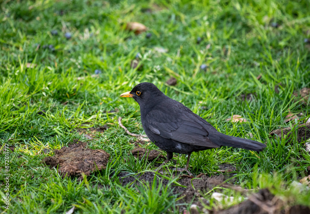 Bird blackbird in nature in spring Bird blackbird in nature in spring
