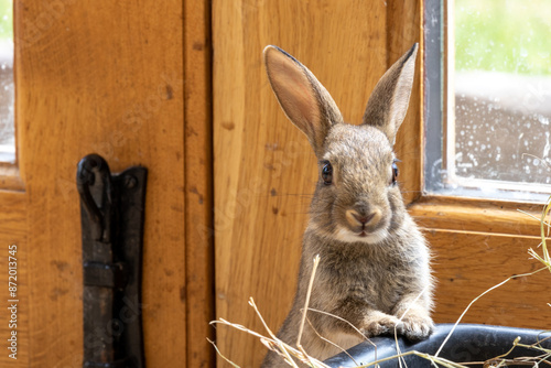 Bunny at home