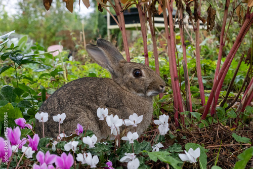 Garden Rabbit