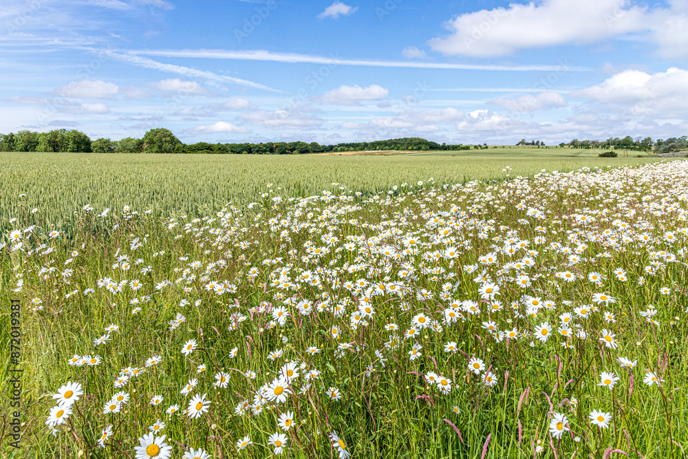 Oxeye daisies growing on a field margin around a wheat crop growing near the Cotswold village of Hawling, Gloucestershire, England UK
