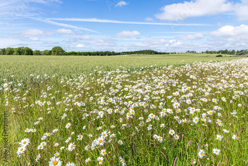 Oxeye daisies growing on a field margin around a wheat crop growing near the Cotswold village of Hawling, Gloucestershire, England UK photo