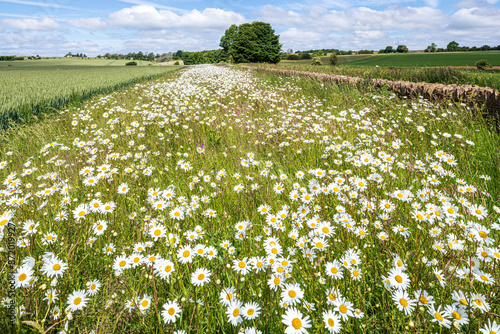 Oxeye daisies growing on a field margin around a wheat crop growing near the Cotswold village of Hawling, Gloucestershire, England UK