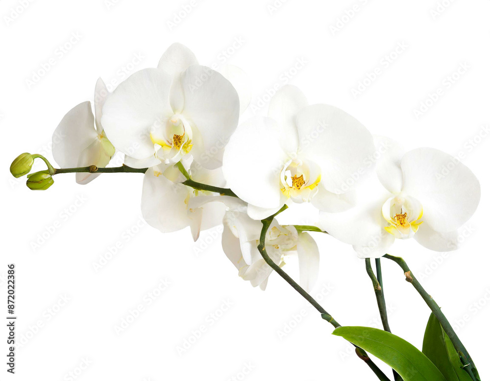 Weißes Orchideen blüte isoliert auf weißen Hintergrund, Freisteller Weißes Orchideen blüte isoliert auf weißen Hintergrund, Freisteller
