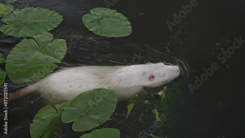 Nutria swimming in water. Concept of animals living in water.