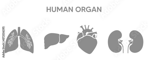 set of human organs icon on white isolated vector illustration