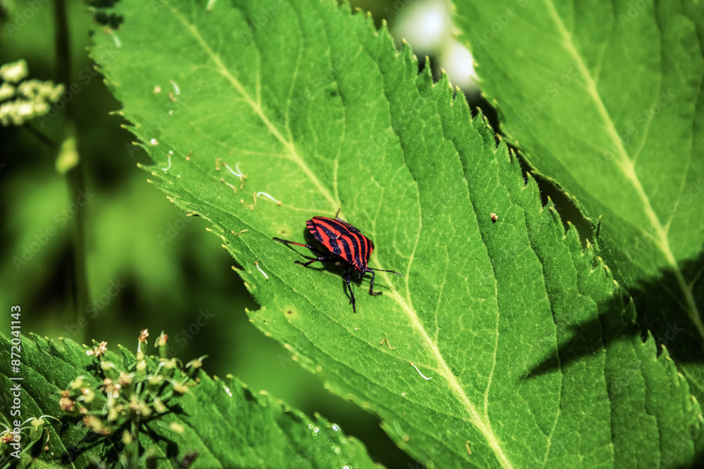 Fototapeta premium Macro - Forest - Europe, Romania, Suceava region