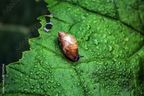 Macro - Forest - Europe, Romania, Suceava region