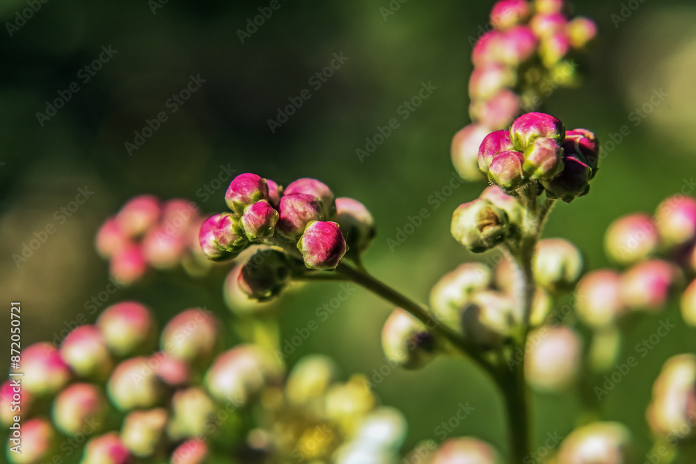Macro - Forest - Europe, Romania, Suceava region Macro - Forest - Europe, Romania, Suceava region