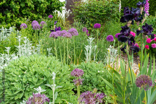 Perennial garden border in early summer including alliums and sedums