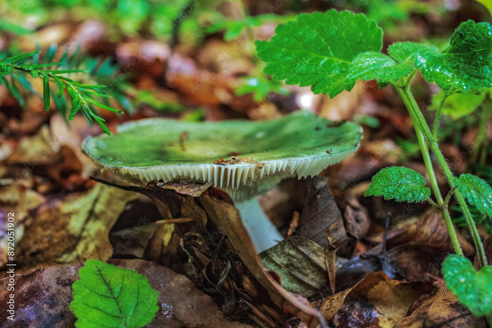 Macro - Forest - Europe, Romania, Suceava region Macro - Forest - Europe, Romania, Suceava region