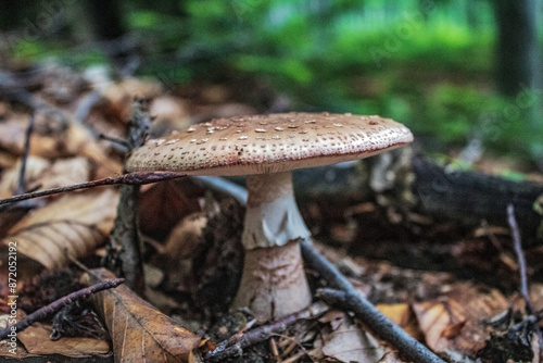 Macro - Forest - Europe, Romania, Suceava region